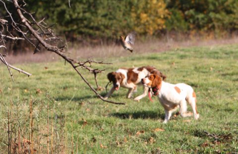The Hunt- Dog Training