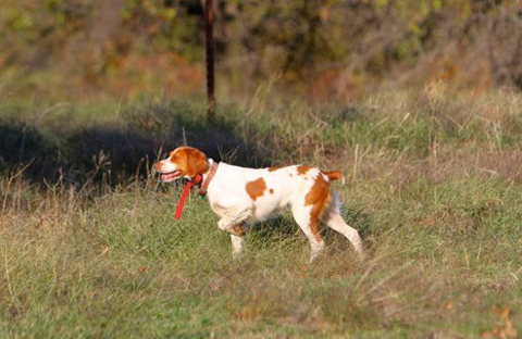 The-Hunt-Dog-Training1